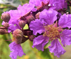Banaba Herbal Tea  20 Tea Bags - All Natural Caffeine Free